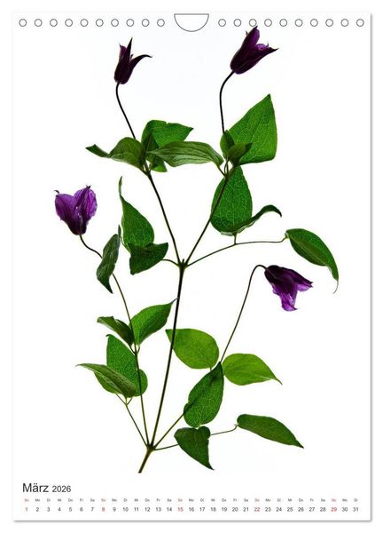 Produktbild: Blumen pur (Wandkalender 2026 DIN A4 hoch), CALVENDO Monatskalender