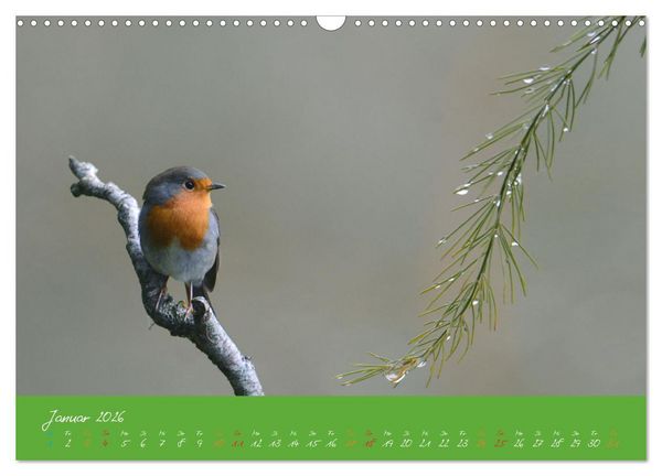 Produktbild: Das Rotkehlchen singt uns ein Lied (Wandkalender 2026 DIN A3 quer), CALVENDO Monatskalender