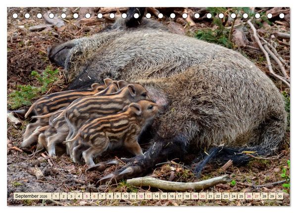 Produktbild: Unverwechselbar - Wildschwein (Tischkalender 2026 DIN A5 quer), CALVENDO Monatskalender