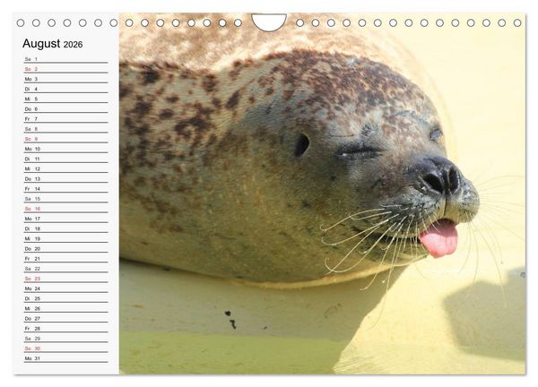 Produktbild: Seehunde und Otter. Putzige Gesellen, perfekte Schwimmer (Wandkalender 2026 DIN A4 quer), CALVENDO Monatskalender