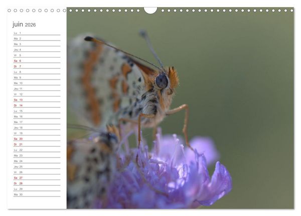 Produktbild: Dans le jardin des papillons (Calendrier mural 2026 DIN A3 vertical), CALVENDO calendrier mensuel