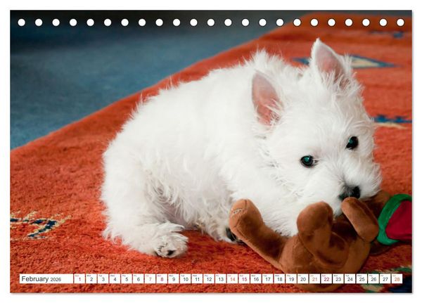 Produktbild: West Highland White Terrier - Your charming companion (Desk Calendar 2026 DIN A5 landscape), CALVENDO 12 Month DeskCalendar