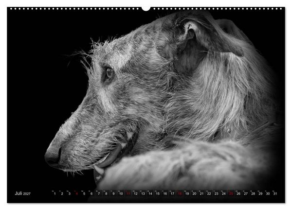 Produktbild: Galgo Espa&ntilde;ol - der spanische Windhund 2027 (Wandkalender 2027 DIN A2 quer), CALVENDO Monatskalender