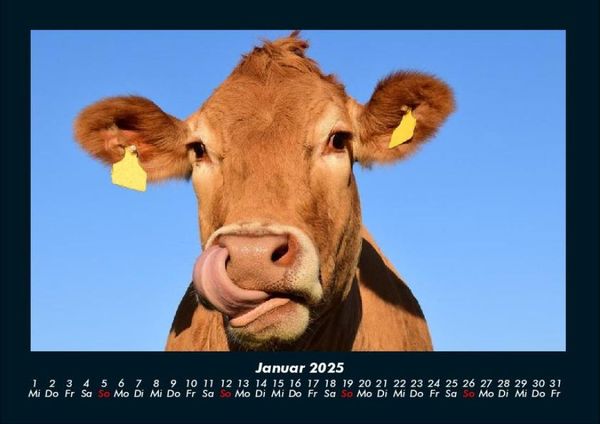 Produktbild: Kuhkalender 2025 Fotokalender DIN A4