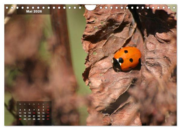 Produktbild: Gl&uuml;cksbringer (Wandkalender 2026 DIN A4 quer), CALVENDO Monatskalender