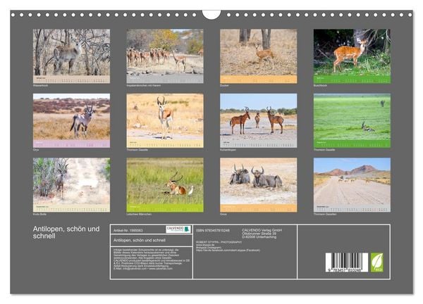 Produktbild: Antilopen, sch&ouml;n und schnell (Wandkalender 2026 DIN A3 quer), CALVENDO Monatskalender
