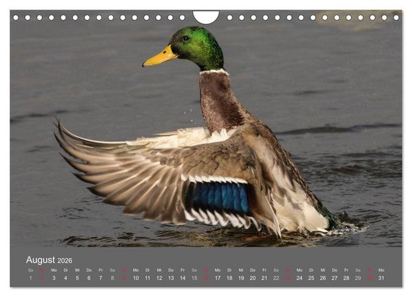 Produktbild: Der Federsee - Vogelparadies in Oberschwaben (Wandkalender 2026 DIN A4 quer), CALVENDO Monatskalender