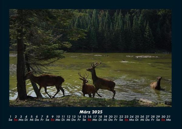 Produktbild: Waldbewohner 2025 Fotokalender DIN A4
