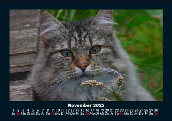 Produktbild: F&uuml;r Katzenfreunde 2025 Fotokalender DIN A5