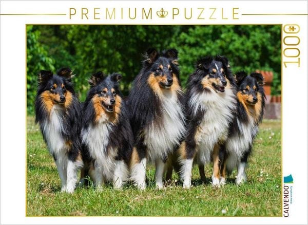 CALVENDO Puzzle Sheltie-Gruppe | 1000 Teile Lege-Größe 64x48cm Foto-Puzzle für glückliche Stunden