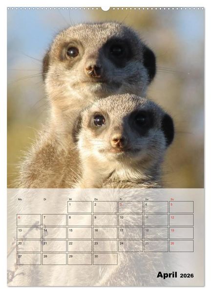 Produktbild: Erdm&auml;nnchen - Afrikas liebenswerte Zwerge (Wandkalender 2026 DIN A2 hoch), CALVENDO Monatskalender