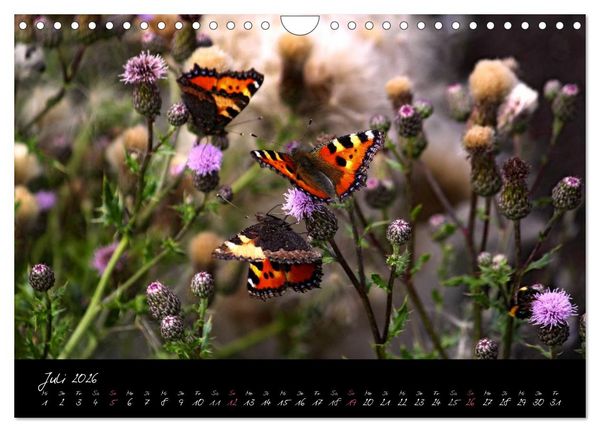 Produktbild: Zeit der Natur - Ein Augenblick zur Ewigkeit (Wandkalender 2026 DIN A4 quer), CALVENDO Monatskalender