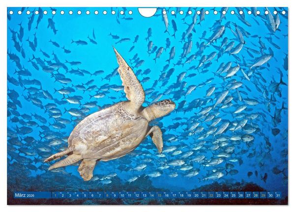 Produktbild: Planet Wasser: Von wegen Planet Erde (Wandkalender 2026 DIN A4 quer), CALVENDO Monatskalender