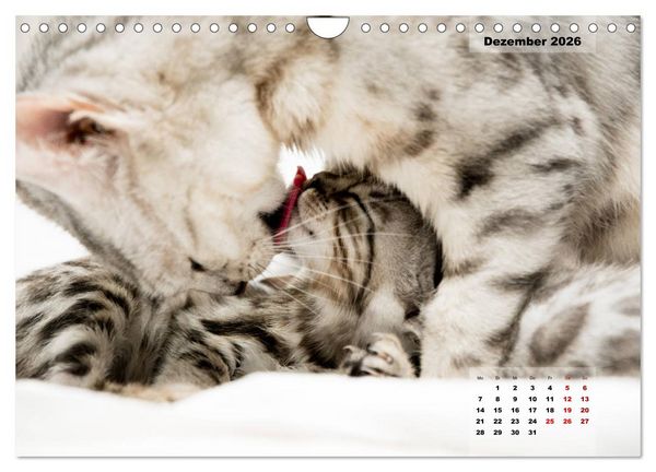 Produktbild: Bengal K&auml;tzchen 2 (Wandkalender 2026 DIN A4 quer), CALVENDO Monatskalender