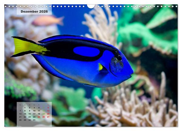 Produktbild: UNTER WASSER Riffaquaristik (Wandkalender 2026 DIN A3 quer), CALVENDO Monatskalender