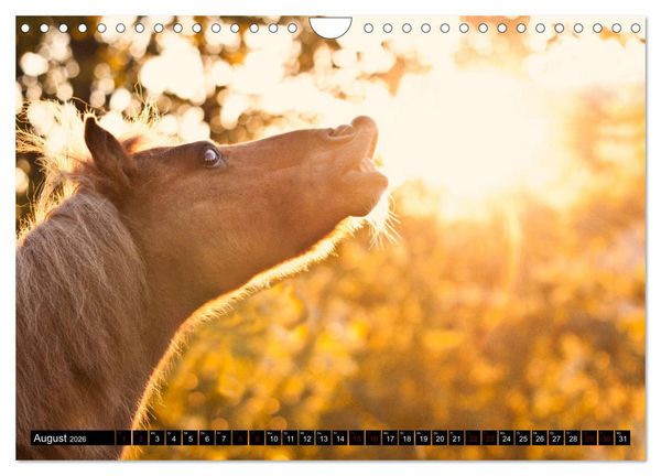 Produktbild: Shetlandpony Kalender (Wandkalender 2026 DIN A4 quer), CALVENDO Monatskalender