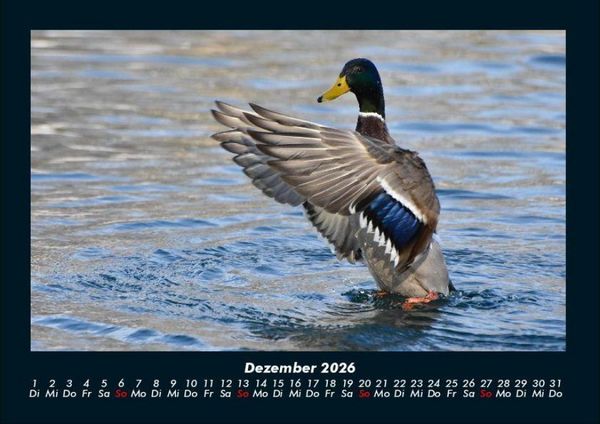Produktbild: Enten 2026 Fotokalender DIN A4