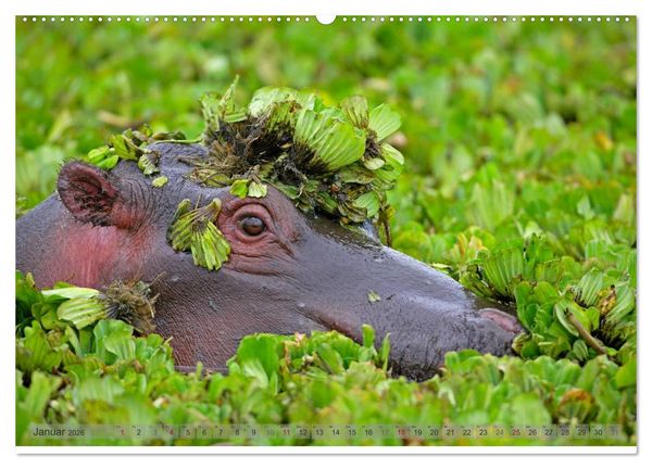 Produktbild: Flusspferde Magie des Augenblicks - Hippos in Afrika (Wandkalender 2026 DIN A2 quer), CALVENDO Monatskalender