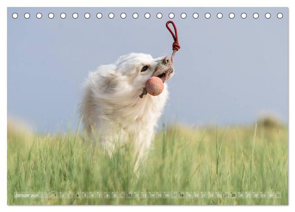 Produktbild: Mit Hunden an den Str&auml;nden von Nord- und Ostsee (Tischkalender 2026 DIN A5 quer), CALVENDO Monatskalender