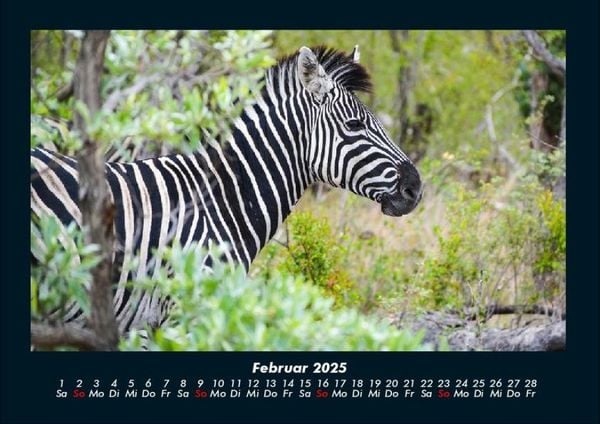 Produktbild: Zebrazauber 2025 Fotokalender DIN A4
