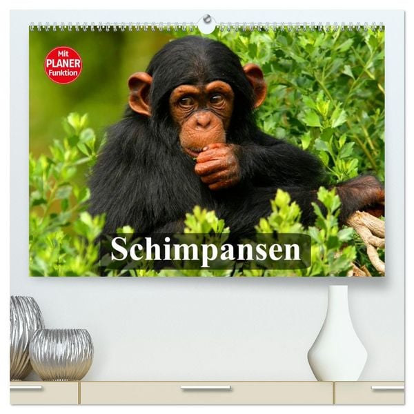 Produktbild: Schimpansen (hochwertiger Premium Wandkalender 2026 DIN A2 quer), Kunstdruck in Hochglanz