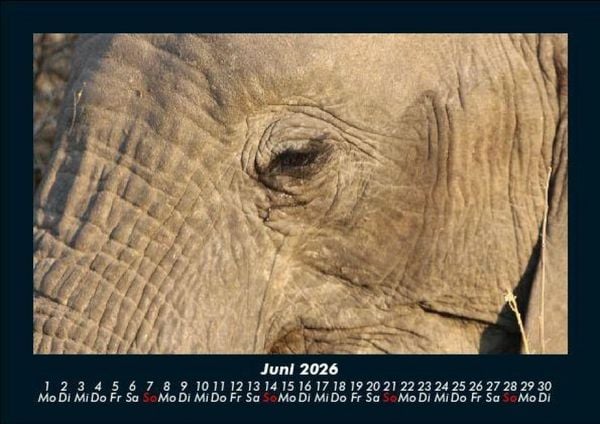Produktbild: Der Elefantenkalender 2026 Fotokalender DIN A5