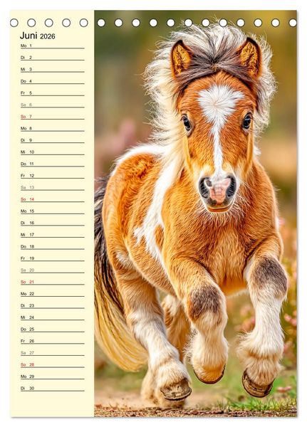 Produktbild: Zauber der Ponys. Kleine Pferde in der Natur (Tischkalender 2026 DIN A5 hoch), CALVENDO Monatskalender