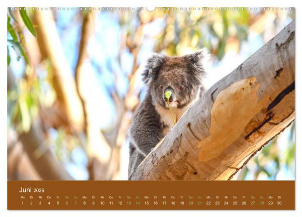 Produktbild: Koalas, putzige Gesellen (Wandkalender 2026 DIN A2 quer), CALVENDO Monatskalender