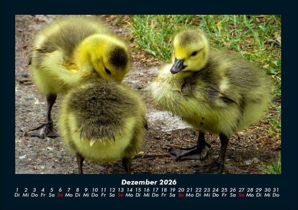 Produktbild: Welt der Tiere 2026 Fotokalender DIN A4