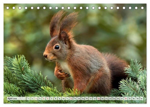 Produktbild: Wildtiere. Heimische Sch&ouml;nheiten (Tischkalender 2026 DIN A5 quer), CALVENDO Monatskalender