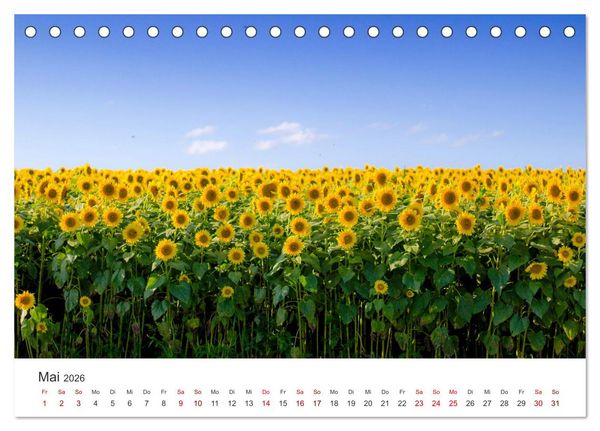Produktbild: Sonnenblumen - Erstrahlen im freundlichen Gelb. (Tischkalender 2026 DIN A5 quer), CALVENDO Monatskalender
