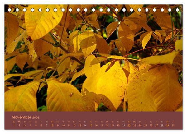 Produktbild: Gartenfl&uuml;stern (Tischkalender 2026 DIN A5 quer), CALVENDO Monatskalender