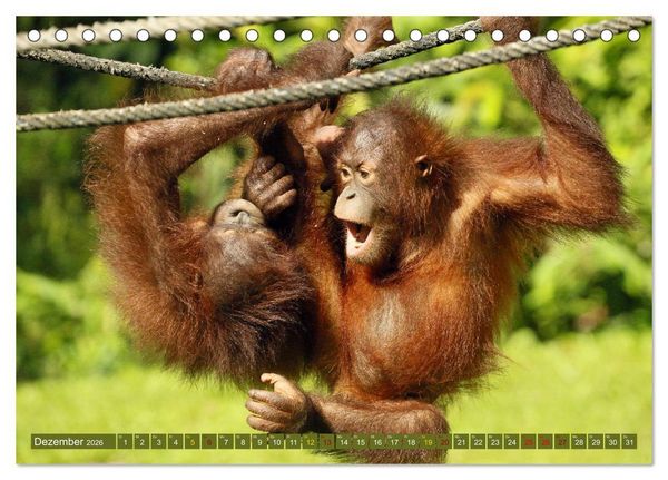 Produktbild: Waldmenschen - Orang Utans auf Borneo (Tischkalender 2026 DIN A5 quer), CALVENDO Monatskalender