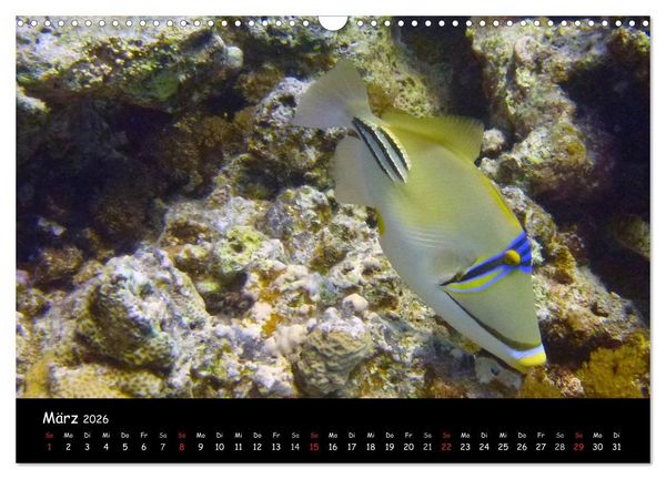 Produktbild: Rotes Meer - Unterwasserimpressionen (Wandkalender 2026 DIN A3 quer), CALVENDO Monatskalender