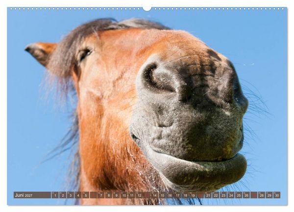 Produktbild: Das Lachen der Pferde - Lustige Gesichter (hochwertiger Premium Wandkalender 2027 DIN A2 quer), Kunstdruck in Hochglanz