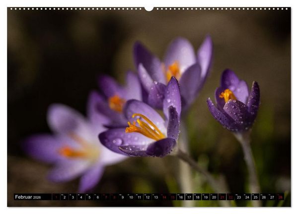 Produktbild: Fr&uuml;hlingsbl&uuml;her - Farbenpracht nach dem Winter (hochwertiger Premium Wandkalender 2026 DIN A2 quer), Kunstdruck in Hochglanz