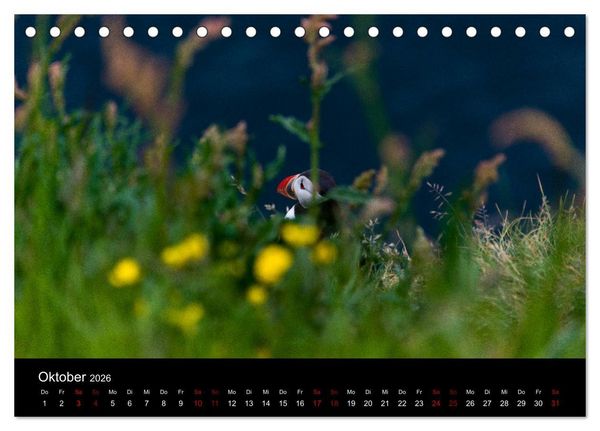Produktbild: Puffins - V&ouml;gel des Nordens (Tischkalender 2026 DIN A5 quer), CALVENDO Monatskalender