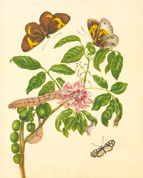 Produktbild: Maria Sibylla Merian &ndash; St. Petersburger Aquarelle (Jubil&auml;umsausgabe)