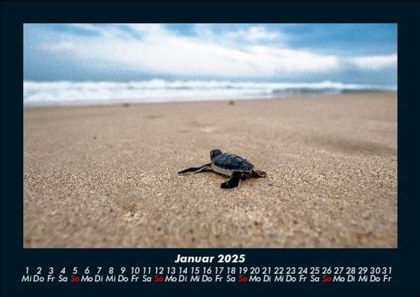 Produktbild: Schildkr&ouml;tenzauber 2025 Fotokalender DIN A5