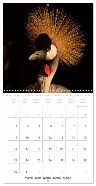 Produktbild: Rencontres animali&egrave;res (Calendrier mural carr&eacute; 2026 30x30 cm) Calendrier double avec une page pour vos prises de notes