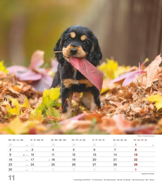 Produktbild: Niedliche Hundekinder 2026 - Wand-Kalender - Tier-Kalender - 30x34