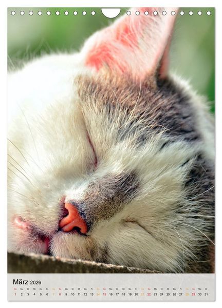 Produktbild: Katzen - s&uuml;&szlig; und kuschelig (Wandkalender 2026 DIN A4 hoch), CALVENDO Monatskalender