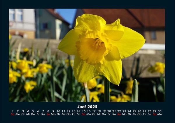 Produktbild: Blumenkalender 2025 Fotokalender DIN A4