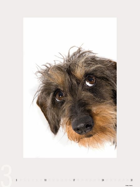 Produktbild: Dogs 2013 - Ruth Marcus