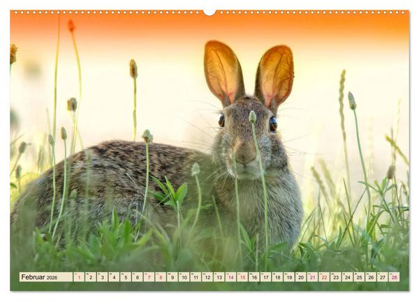Produktbild: Feldhasen und Kaninchen (Wandkalender 2026 DIN A2 quer), CALVENDO Monatskalender