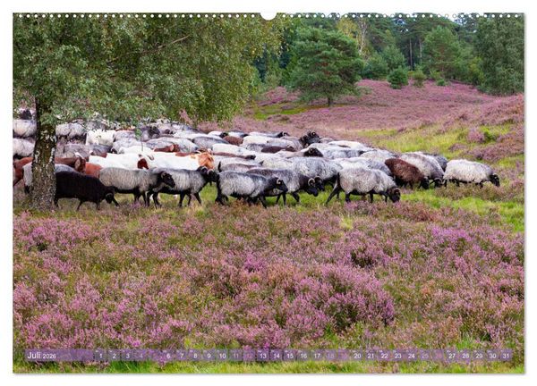 Produktbild: Im Bl&uuml;tenrausch der L&uuml;neburger Heide (Wandkalender 2026 DIN A2 quer), CALVENDO Monatskalender