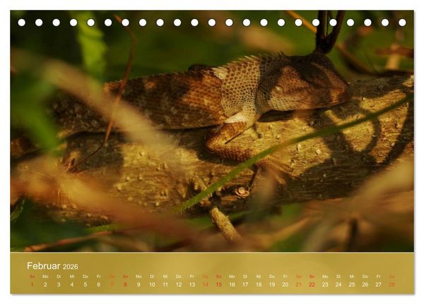 Produktbild: Agamen - Echsen aus der Urzeit (Tischkalender 2026 DIN A5 quer), CALVENDO Monatskalender