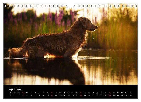 Produktbild: Toller - Nova Scotia Duck Tolling Retriever (Wandkalender 2027 DIN A4 quer), CALVENDO Monatskalender