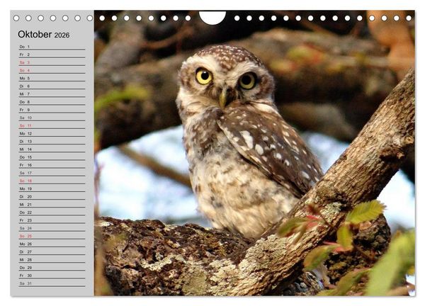 Produktbild: Eulen. W&auml;chter der Nacht (Wandkalender 2026 DIN A4 quer), CALVENDO Monatskalender