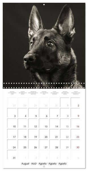 Produktbild: Portraits canins (Calendrier mural carr&eacute; 2026 30x30 cm) Calendrier double avec une page pour vos prises de notes